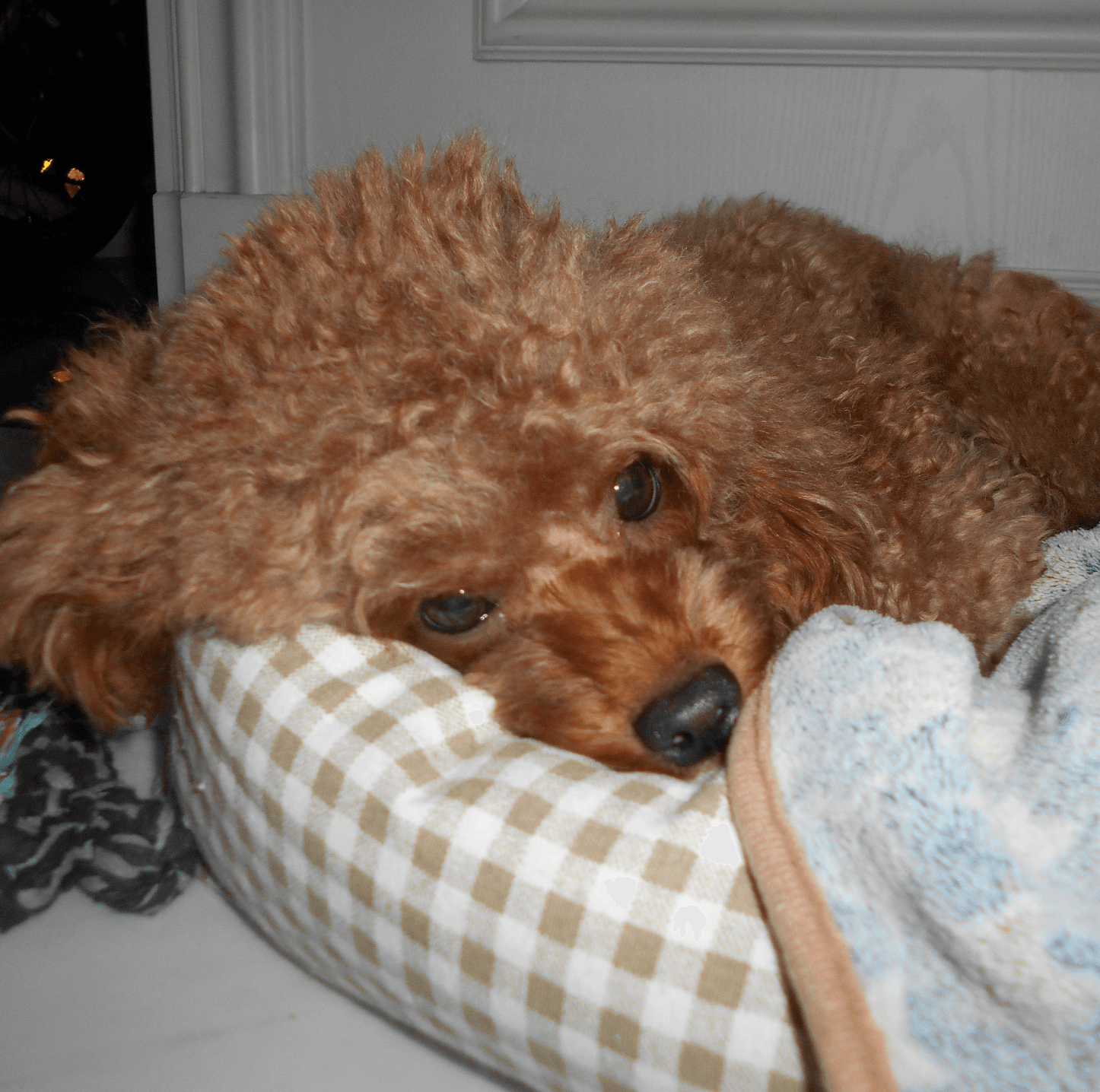 Cute brown toy poodle laying on a bed, looking at the camera